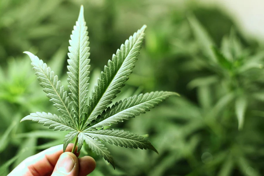 How Long Does THCa Stay In Your System?