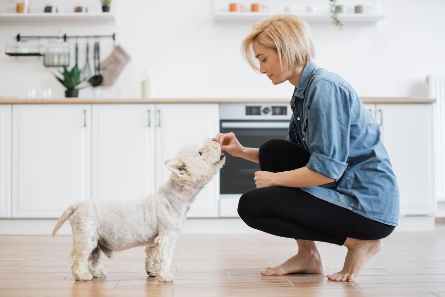 How Long Does CBD Last In A Dog's System? A Helpful Guide